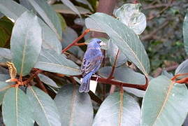 Blue Grosbeak