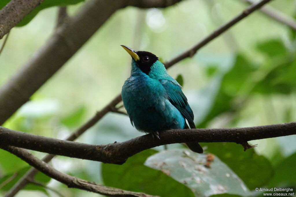 Green Honeycreeper