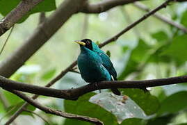 Green Honeycreeper