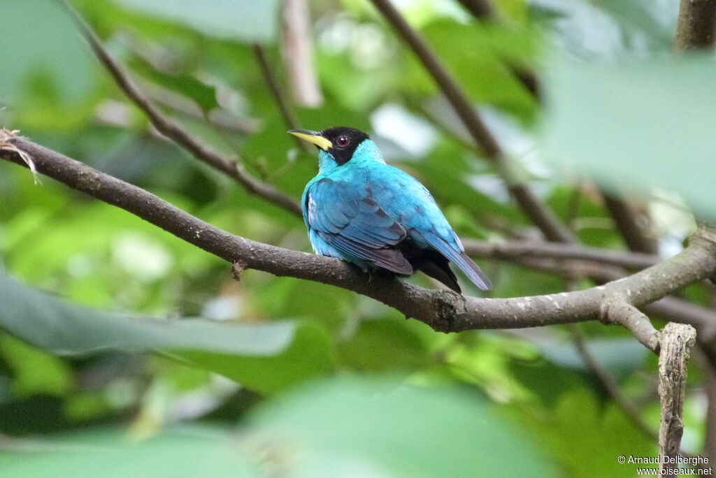 Green Honeycreeper