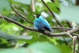 Green Honeycreeper