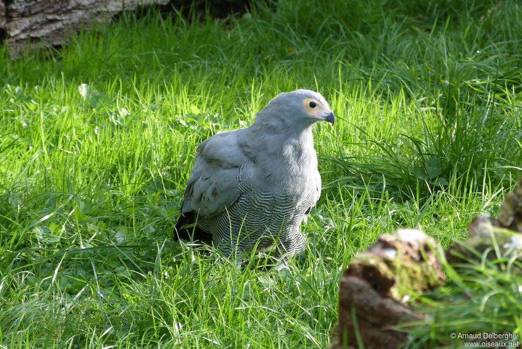 African Harrier-Hawk