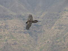 Bearded Vulture