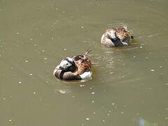 Long-tailed Duck