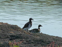 Long-tailed Duck