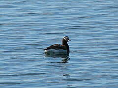 Long-tailed Duck