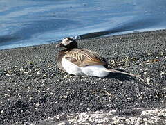 Long-tailed Duck