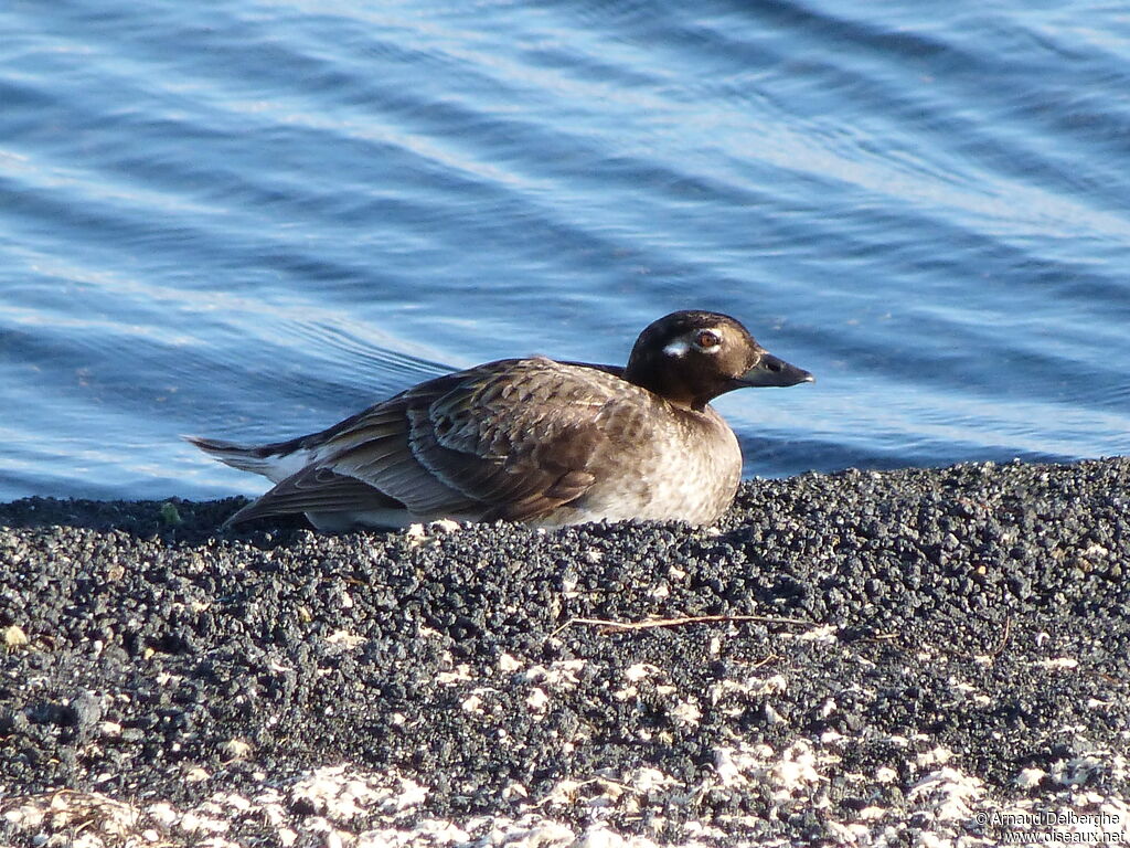 Long-tailed Duck