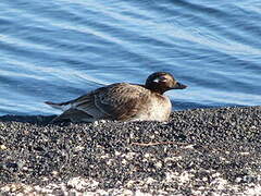 Long-tailed Duck