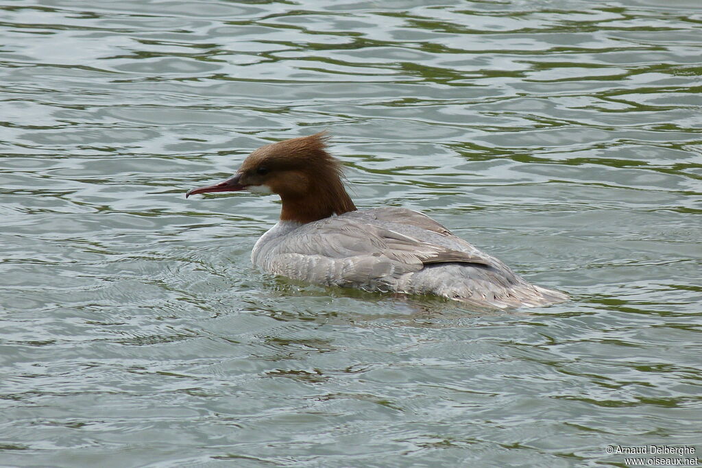 Common Merganser female