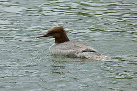 Common Merganser