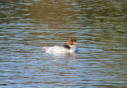 Common Merganser