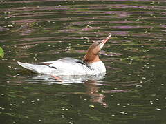 Common Merganser