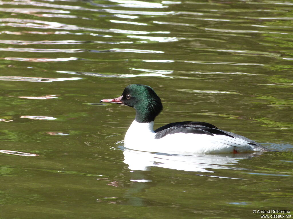 Common Merganser male