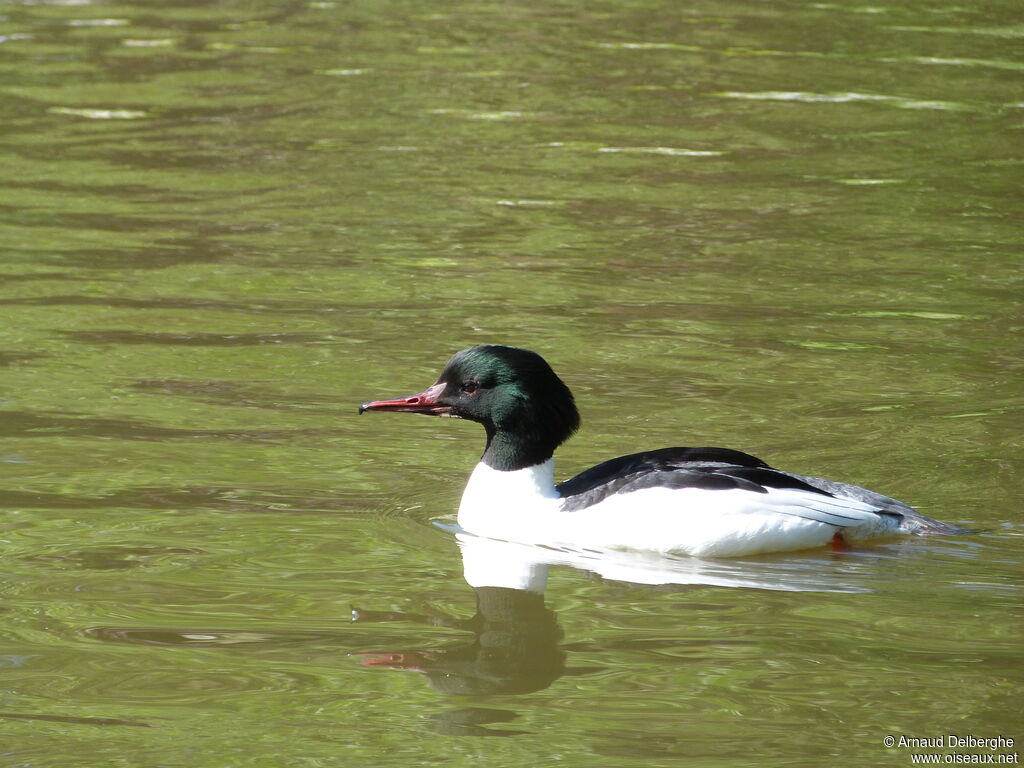 Common Merganser male