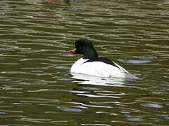 Common Merganser