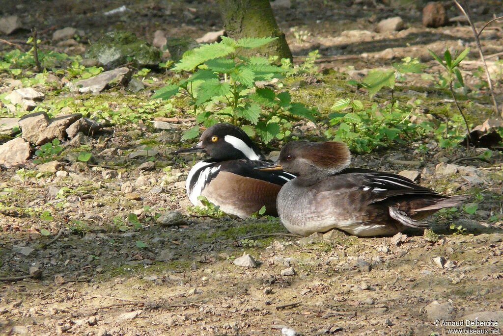 Hooded Merganser