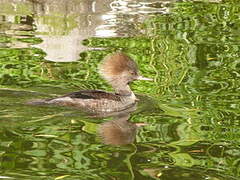 Hooded Merganser