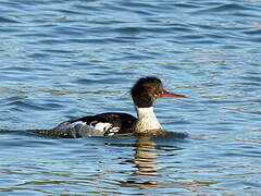 Red-breasted Merganser