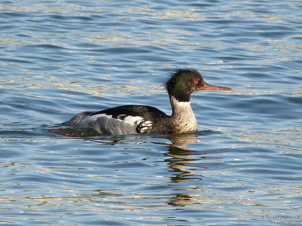 Red-breasted Merganser male