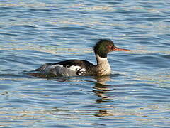 Red-breasted Merganser