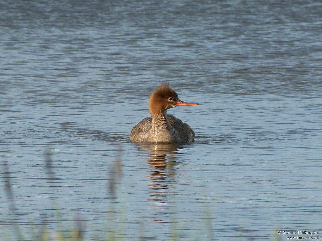 Red-breasted Merganser female