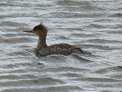 Red-breasted Merganser