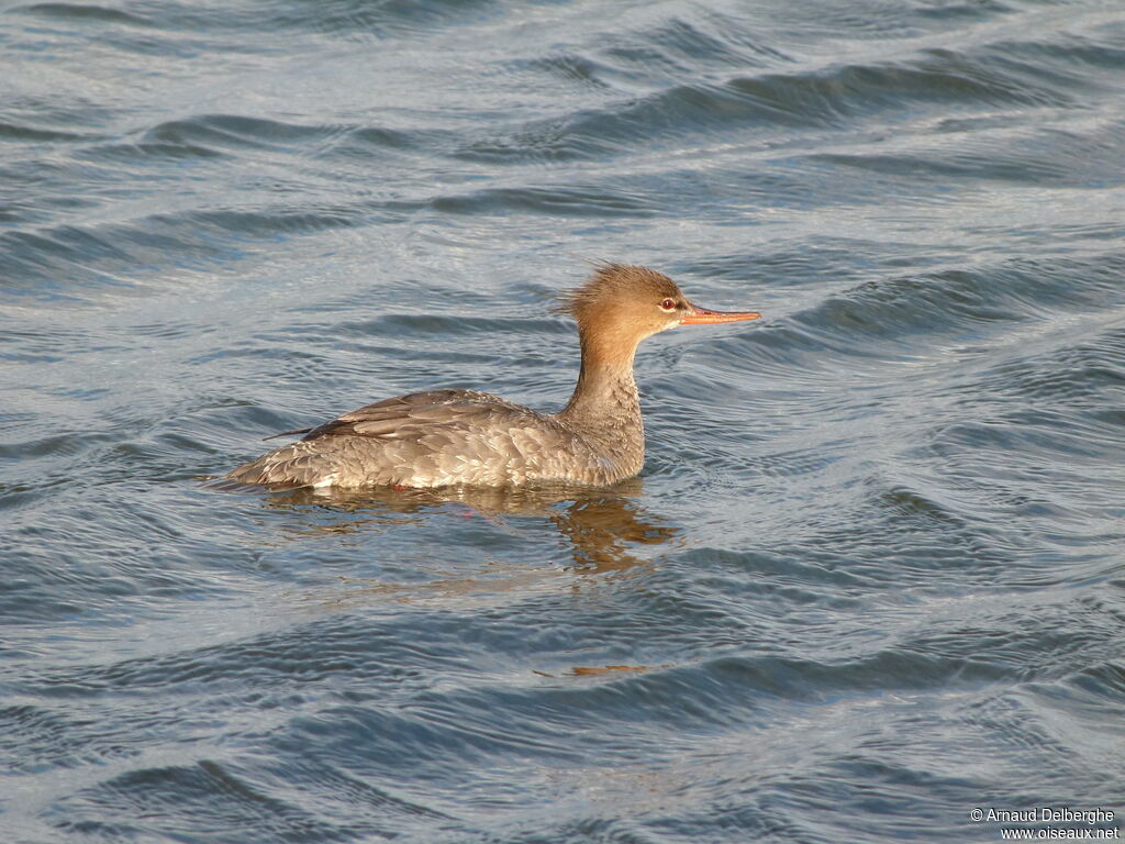 Red-breasted Merganser female