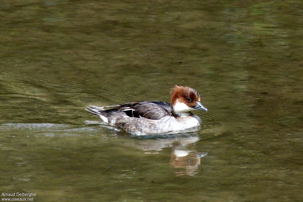 Smew female Second year, identification