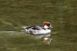 Smew