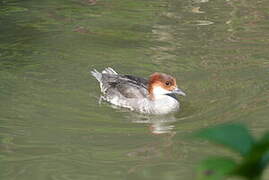 Smew