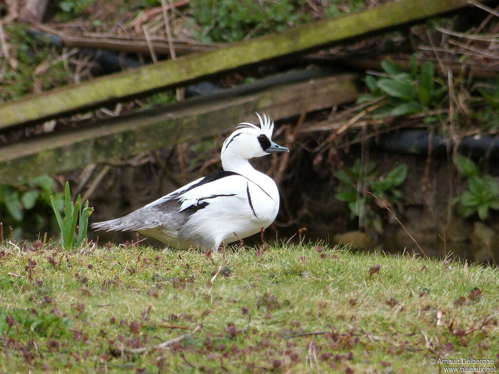 Smew