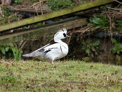 Smew