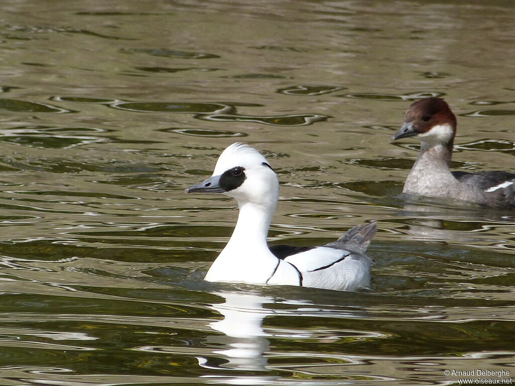 Smew