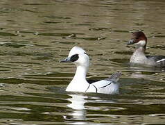 Smew