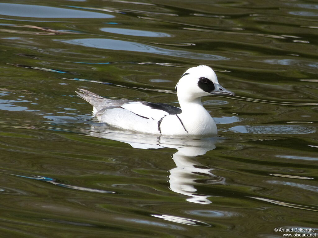 Smew