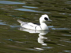 Smew