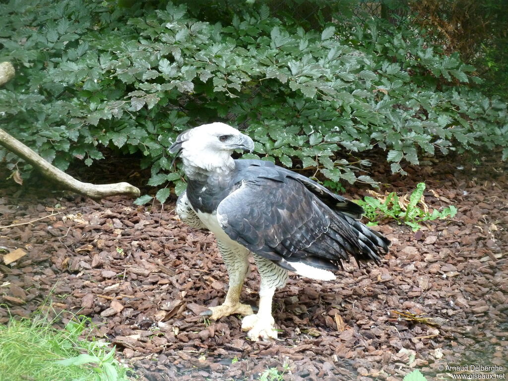 Harpy Eagle