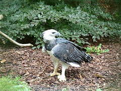 Harpy Eagle