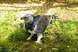 Harpy Eagle