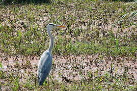 Grey Heron