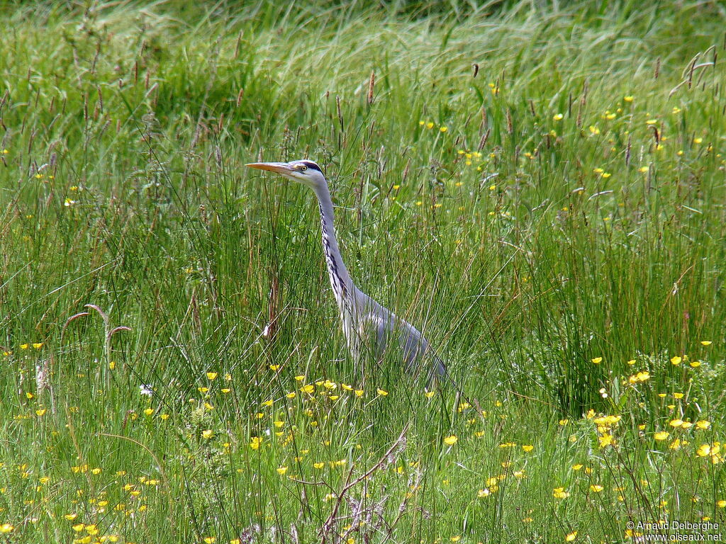 Grey Heron