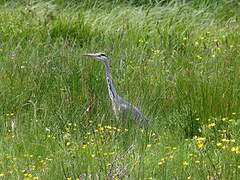 Grey Heron