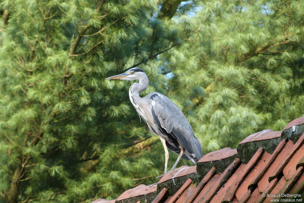 Grey Heron