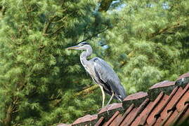 Grey Heron