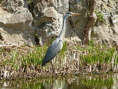 Grey Heron