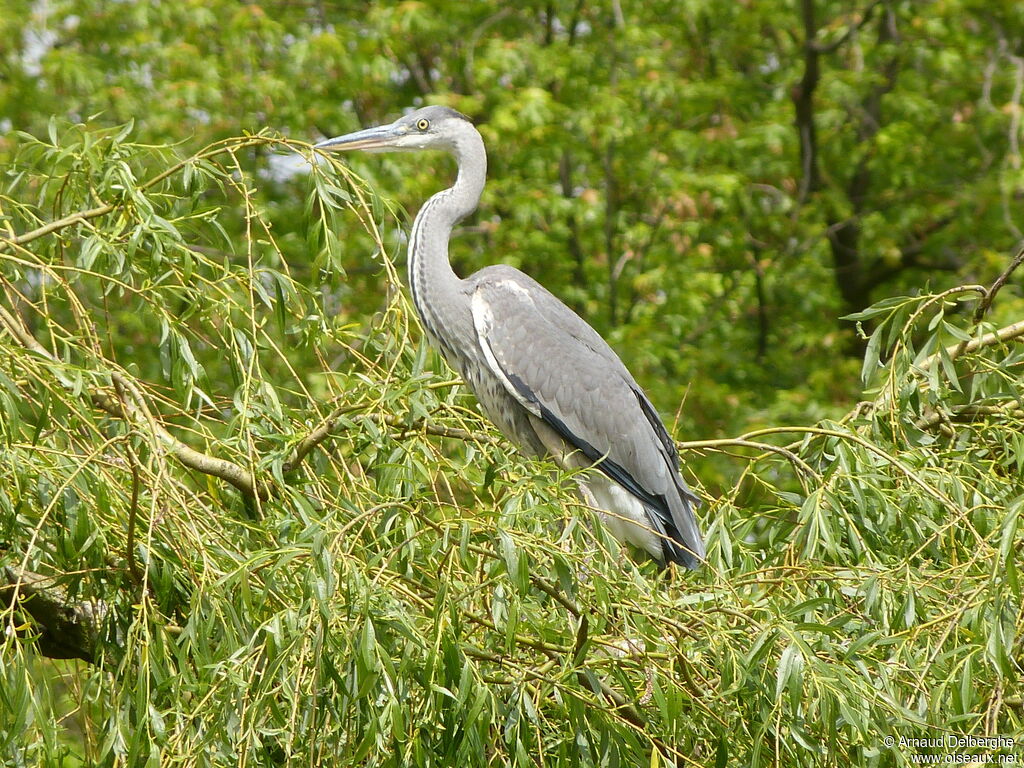 Grey Heron