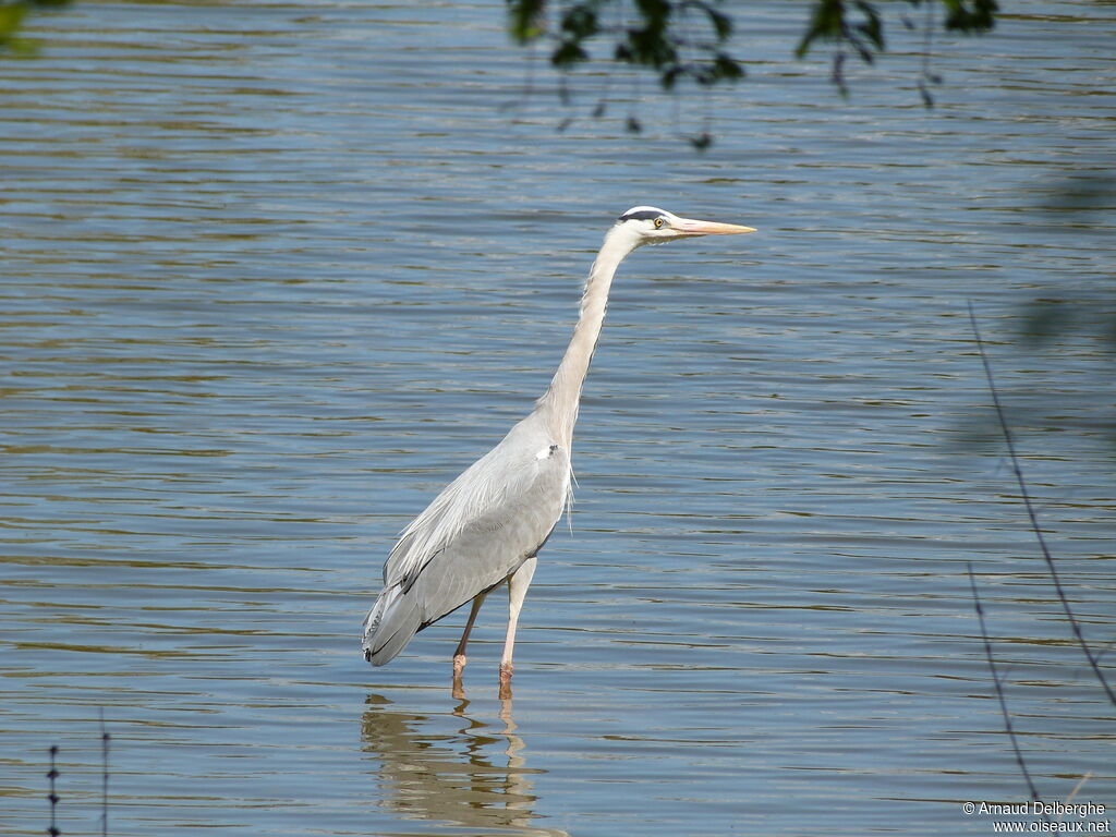 Grey Heron