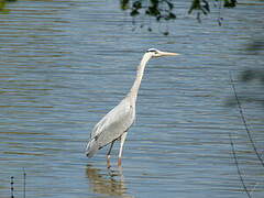 Grey Heron