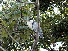 Cocoi Heron